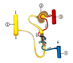 近心端和远心端示意图（中考生物一轮复习）