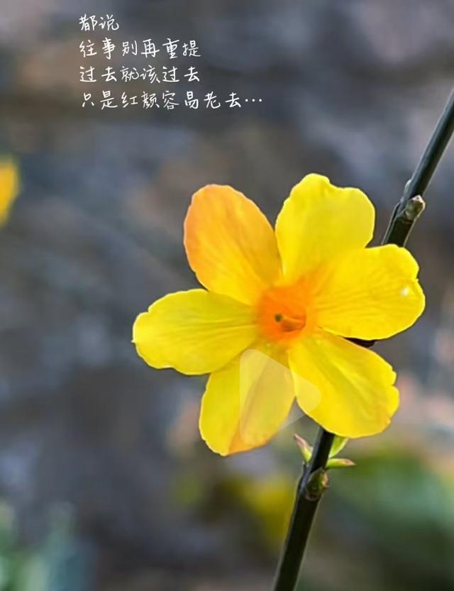 心情开心的句子，写心情的句子经典心情说说（累了就睡觉）