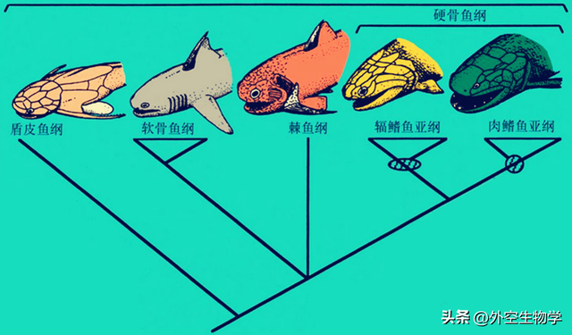 海洋中最顶级的掠食者，邓氏鱼问鼎顶级猎食者宝座的艰辛之路