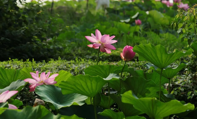 贵阳旅游景点大全，贵阳旅游景点大全必去处地图（贵州贵阳不可错过的七大景点）