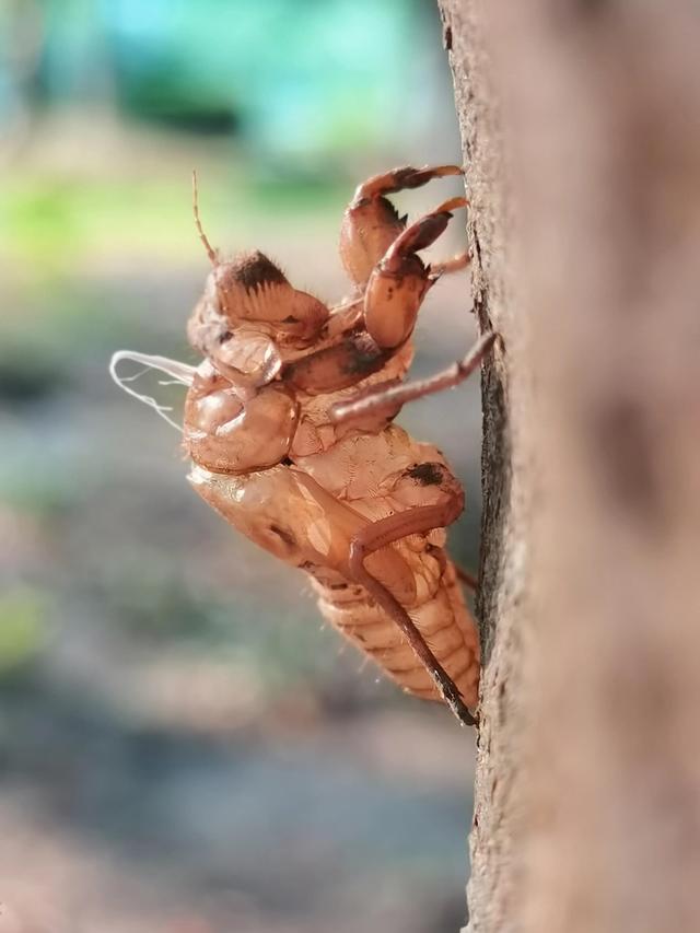 蝉蜕的功效与作用，蝉蜕的作用与功效（蝉蜕：高风亮节，破茧重生之美）