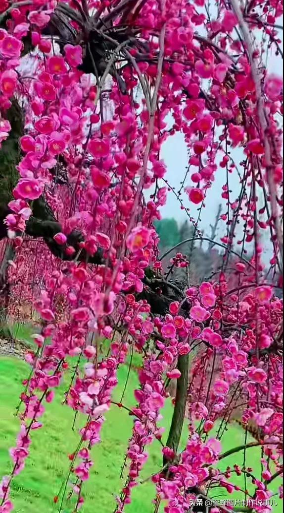 风景美图，风景美图壁纸（鲜花争艳，美景如画，过目不忘）