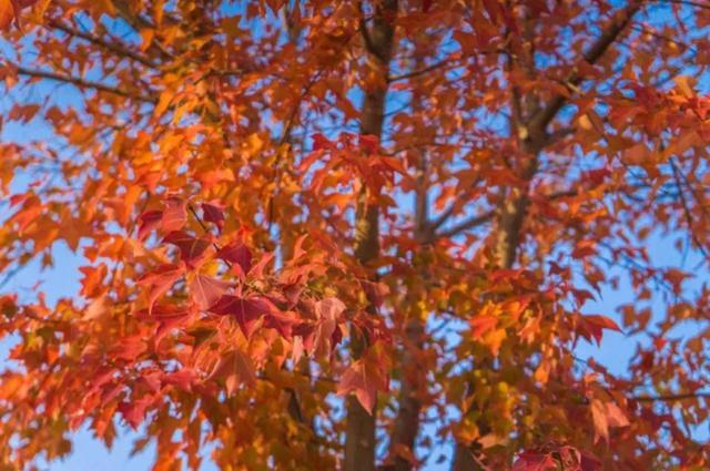 金色枫叶什么意思，金色枫林是什么意思（唯美枫叶诗句、枫叶图片、以及枫叶的寓意）