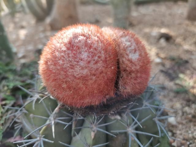 天津热带植物园，天津周边一年四季26度旅游景点（泰达热带植物园五一开园啦）