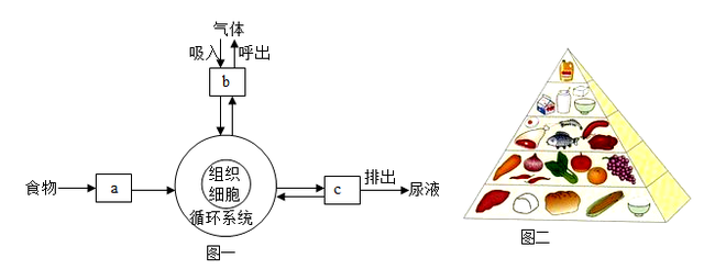 近心端和远心端示意图(中考生物一轮复习)