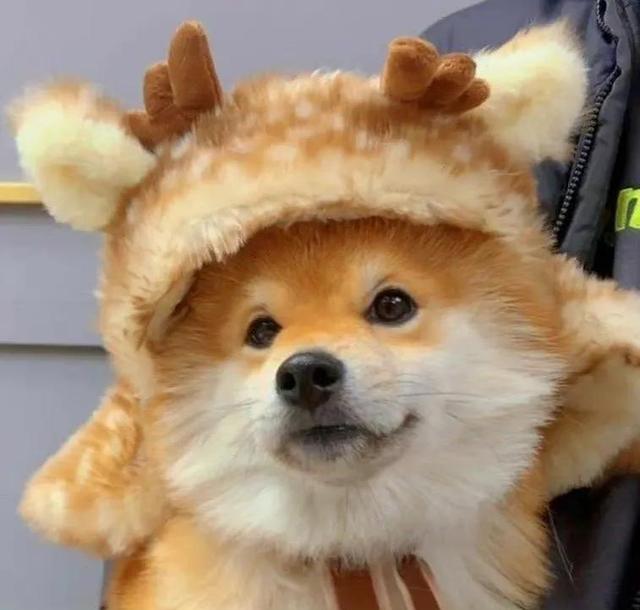 可爱漫画小狗头像微信，可爱漫画小狗头像（治愈系小柴狗头像）