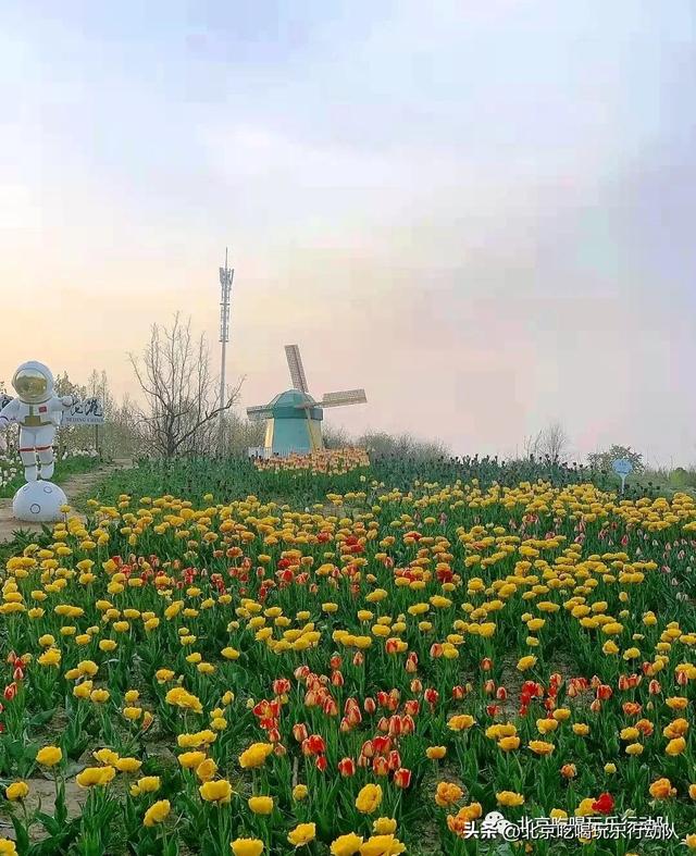 北京郁金香花海旅游攻略，北京最美郁金香和樱花大道