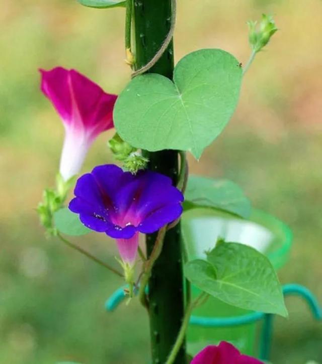 什么是植物，什么是植物染发（简单来认识植物）