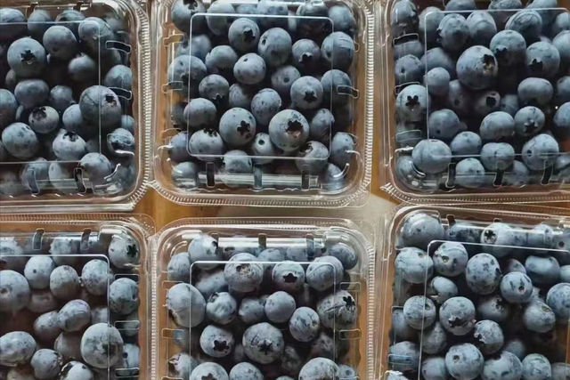 都柿和蓝莓的区别，都柿和蓝莓是一种水果吗（美国蓝莓“空降”上海）