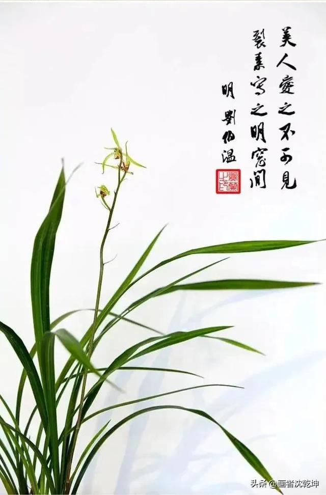 十大最贵最美兰花，绝美兰花50幅