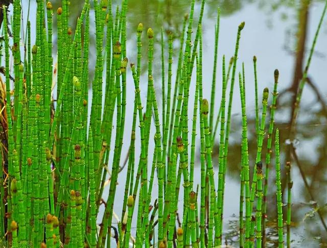 节节草治痔疮，节节草有什么功效（这些植物打着“光棍”活着）