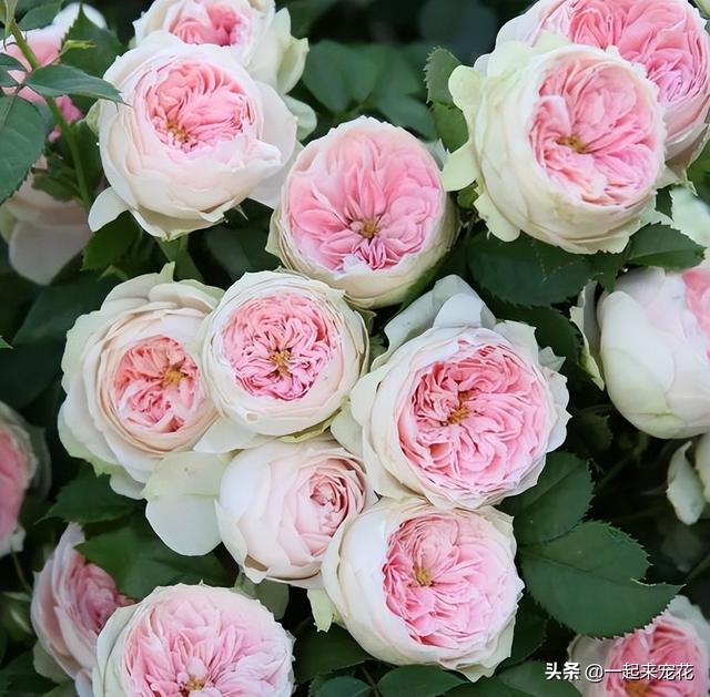 月季花品种有哪些，月季花品种有哪些品种（老花匠都喜欢的10款月季）