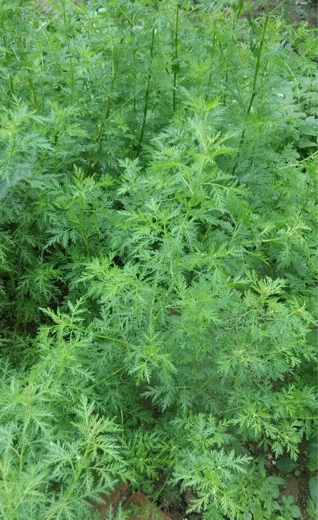 农村能吃的100种野菜图片，有哪些野菜可以吃