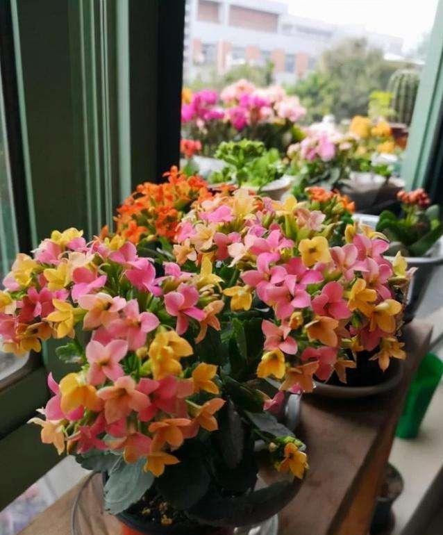 纯氧气能吸吗，纯氧气可以呼吸吗（建议养些“健康花”）