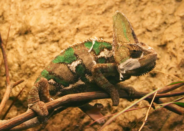 汽车油漆杜邦的漆有几个档次，杜邦汽车漆都有哪些型号（可变车漆的前世今生）