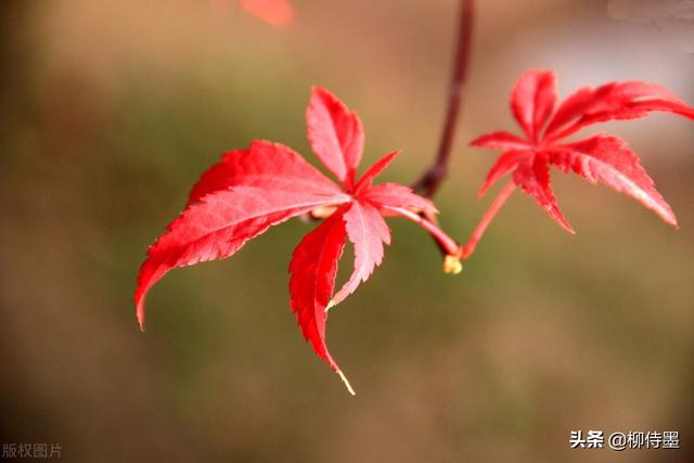 怎么拍照片好看，手机怎么拍照片好看（照片不能“瞎拍”）