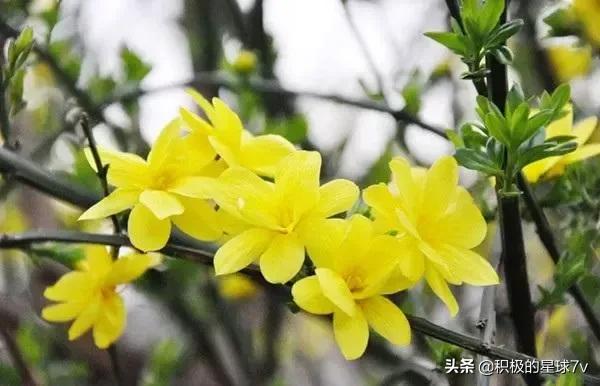 各种花的花语及寓意花语，各种花的花语和象征（你知道这些花的花语吗）