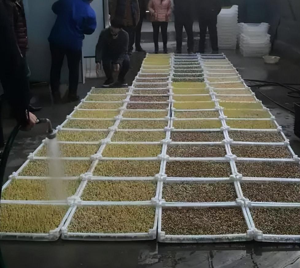 豆芽机怎么使用，生豆芽机器使用方法（怎样才能实现豆芽“高产”豆芽机助你水到渠成）