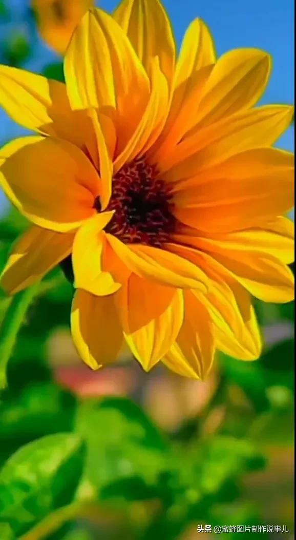 风景美图，风景美图壁纸（鲜花争艳，美景如画，过目不忘）