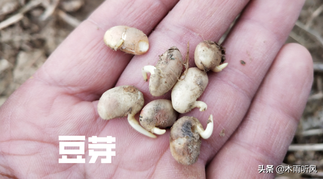 黄豆芽怎么发豆芽的步骤，生豆芽机器多少钱一台（发豆芽的简单方法）