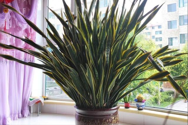 客厅最旺财的植物，客厅养什么植物最旺财（7种“吉利树”）