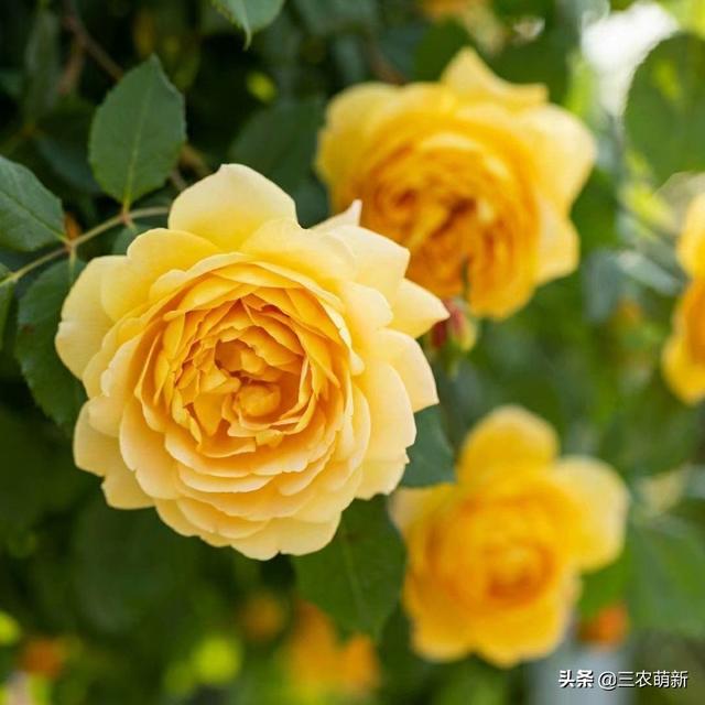 月季花的生长过程，月季从播种到发芽、长叶、开花的全过程（附带图片大全和种植方法）
