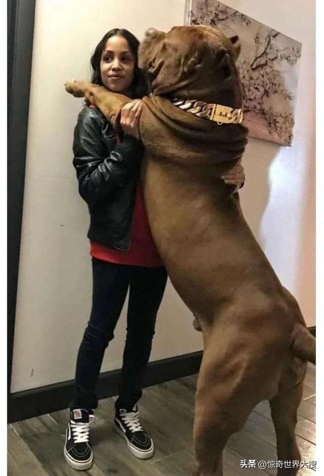 世界上最大的熊，世界上最大的熊是什么熊（25个比你想象中要大的巨物）