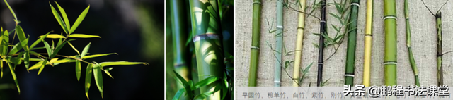 梦见植物是什么征兆，干货丨植物寓意篇