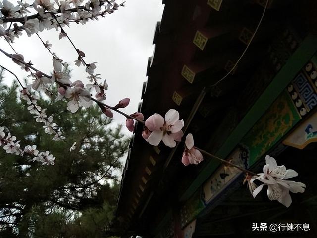 有关杏花的诗句，关于杏花的诗句有哪些（一枝红杏出墙来）