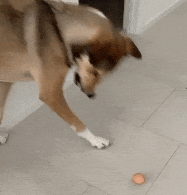 狗命一般怎么样，就是在拿“狗命”开玩笑