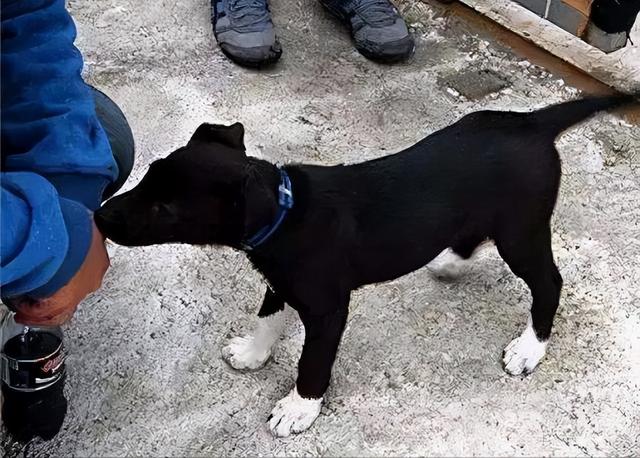 狗来富是要把狗养起来吗，狗来富是什么狗（一条狗若是有这些“特点”）