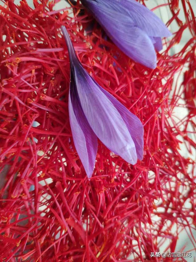 藏红花怎么喝，藏红花泡水喝的正确方法