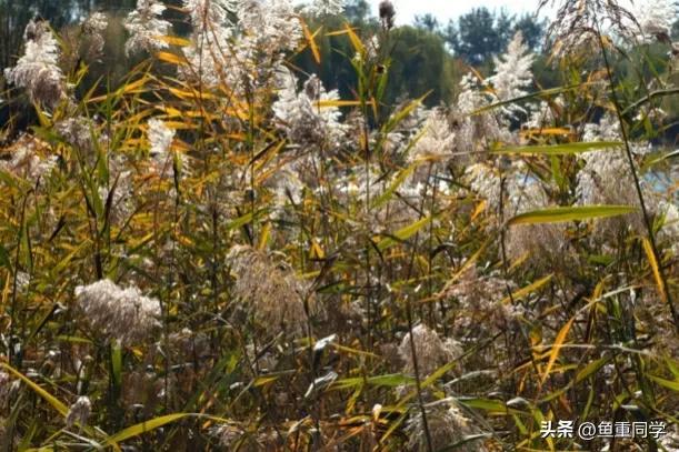 农历七月十四是什么节日，农历7月14什么节日（你知道是什么日子吗）