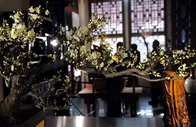 春节花卉品种大全大图，春节遇花期，五彩斑斓过新年