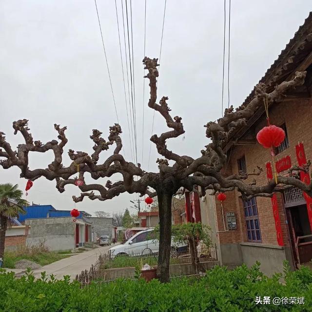 梦见头上长虱子，梦见头上长虱子是什么意思（周至民俗篇~歇后语）