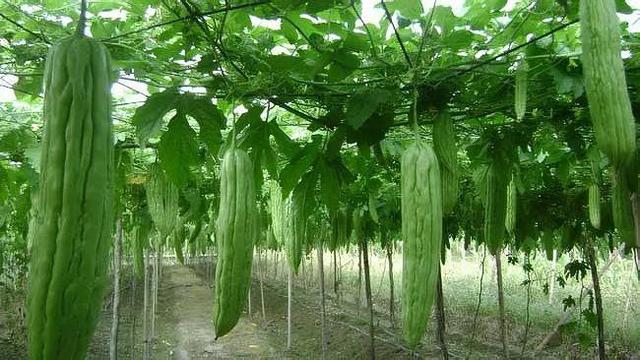 野苦瓜种植方法，苦瓜的种植技术