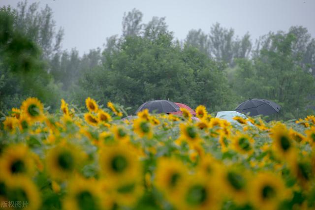 北京湿地公园有哪些景点好玩，北京公园推荐︱10个值得一去的免费公园