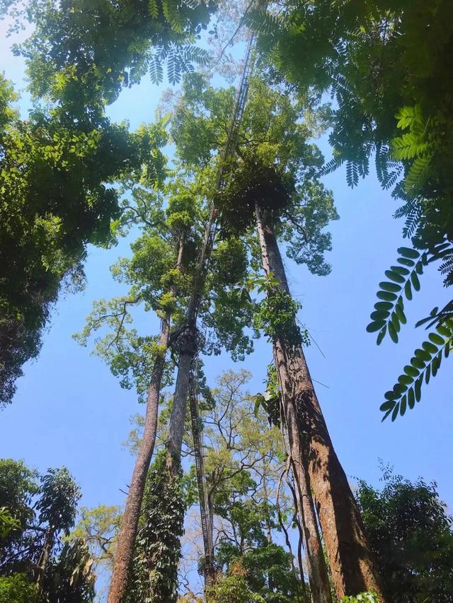 望天树，中国最高的树——望天树（望天树景区旅游攻略）