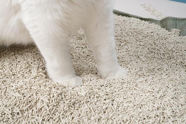 猫砂多久换一次新的，猫砂一般多长时间换一次（猫砂应该多久换一次呢）