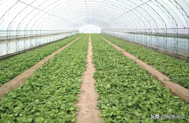 冰草怎么种植，南方地区如何种植冰菜