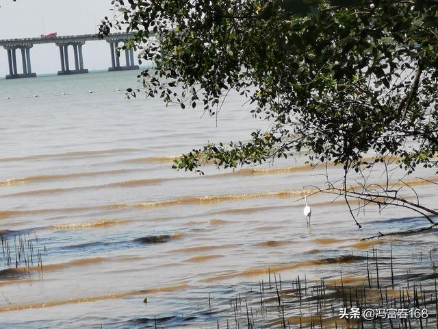 西湾红树林公园，宝安西湾红树林湿地公园建设