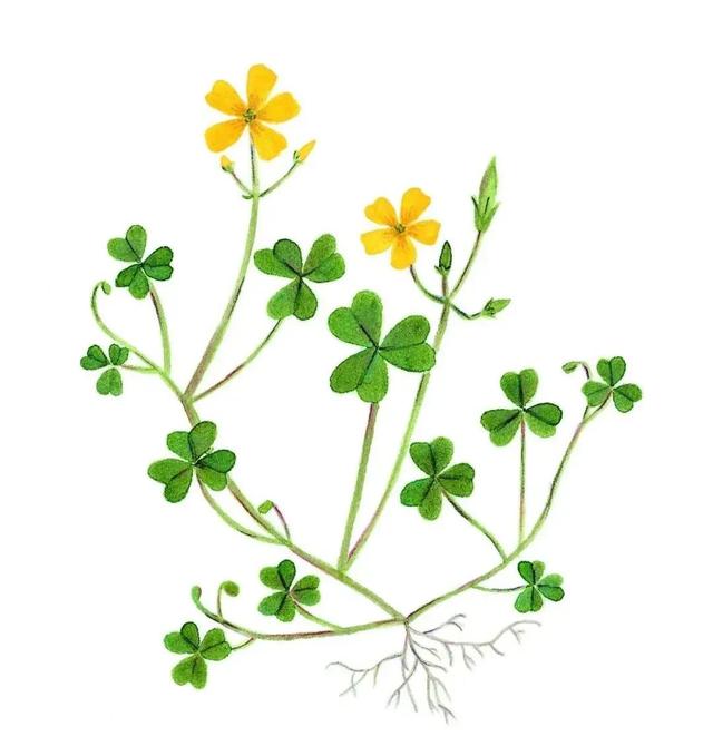 农村常见的花，凌巧分享篇41——这15种生活中常见的野花