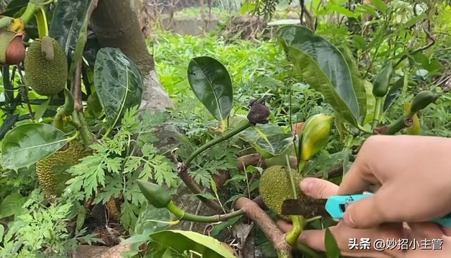 种菠萝蜜生活小妙招，把整个菠萝蜜埋花盆里