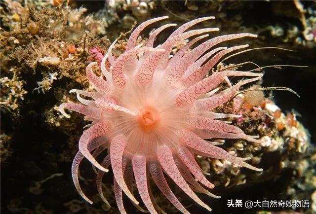 海葵是动物还是植物，珊瑚是动物还是植物（海葵究竟是动物还是植物呢）