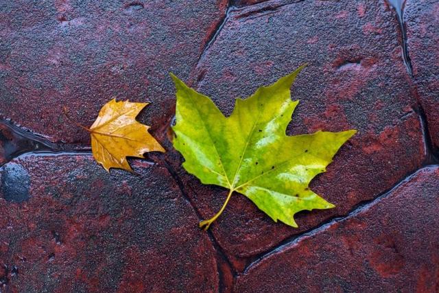 描写秋天凉快的成语，有秋的成语（这30个关于秋的成语）