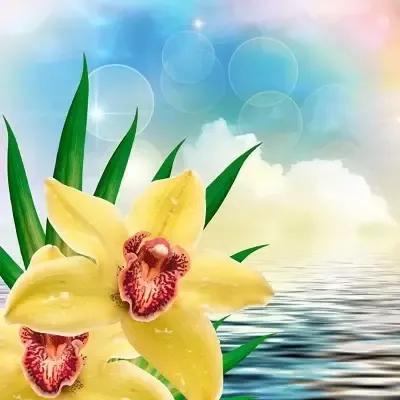 简约花朵系列背景图，微信头像，简约花朵系列背景图（吉祥花图片，精美微信头像）