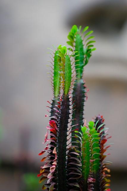 镇宅又聚财的花3种花，镇宅辟邪发财的花（5种有钱人爱养的“镇宅花”）