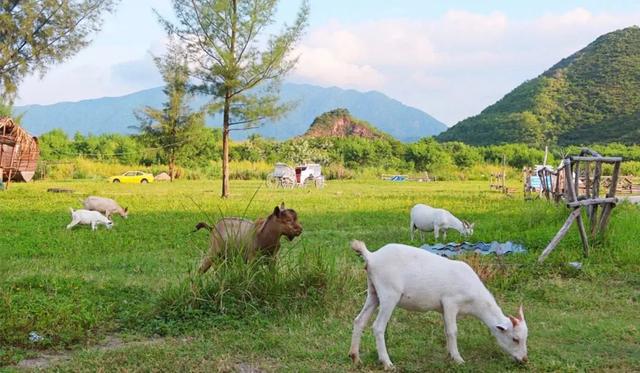 惠州澳头有什么好玩的，惠州澳头有什么好玩的吗（2021年最后一个慢时光的周末）