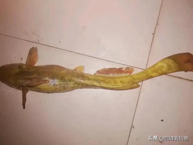 黄辣丁和牛尾巴鱼就那么像?区别真就如此艰难?