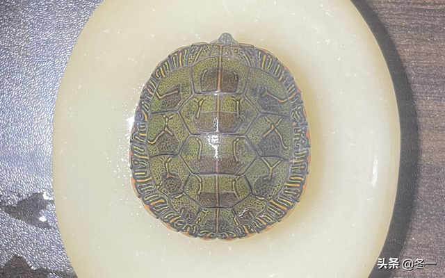 石龟的前世今生，越南石龟广西石龟区别（新手必须了解的避坑指南）